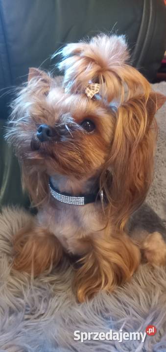 Suczka Yorkshire Terrier z rodowodem Jastków