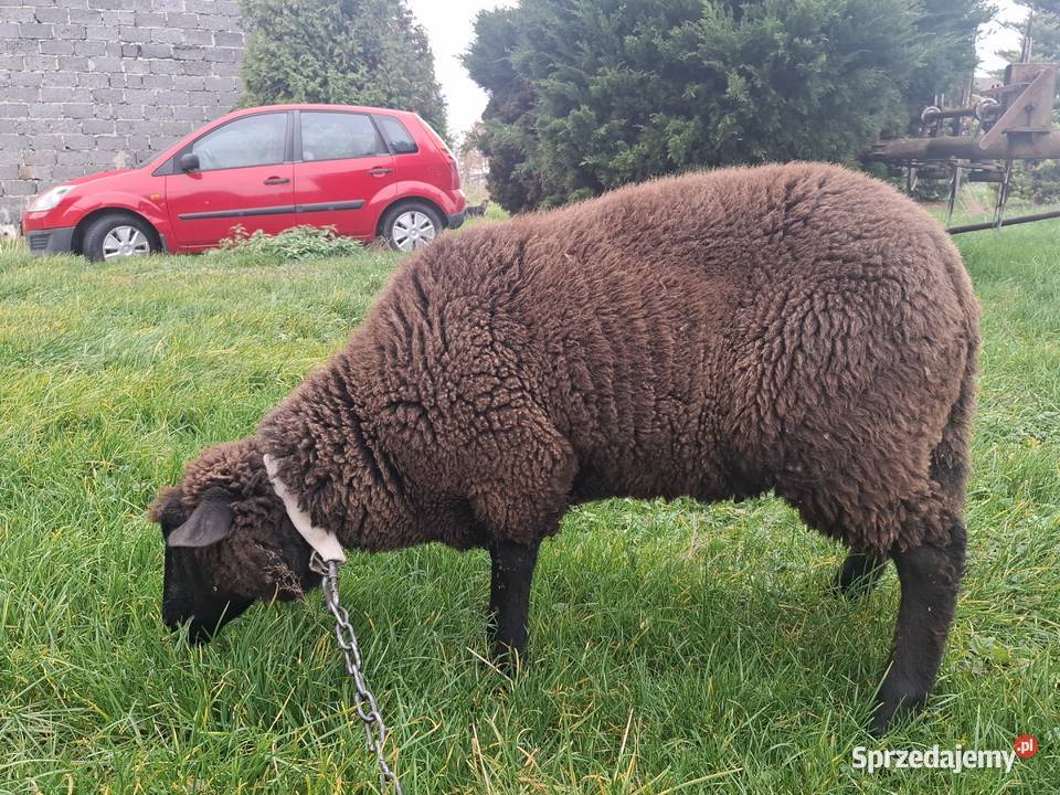 Owca baran sprzedam