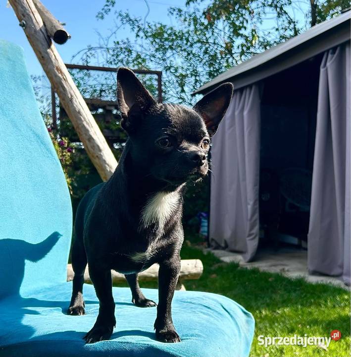 Chihuahua piesek ZKwP Psy