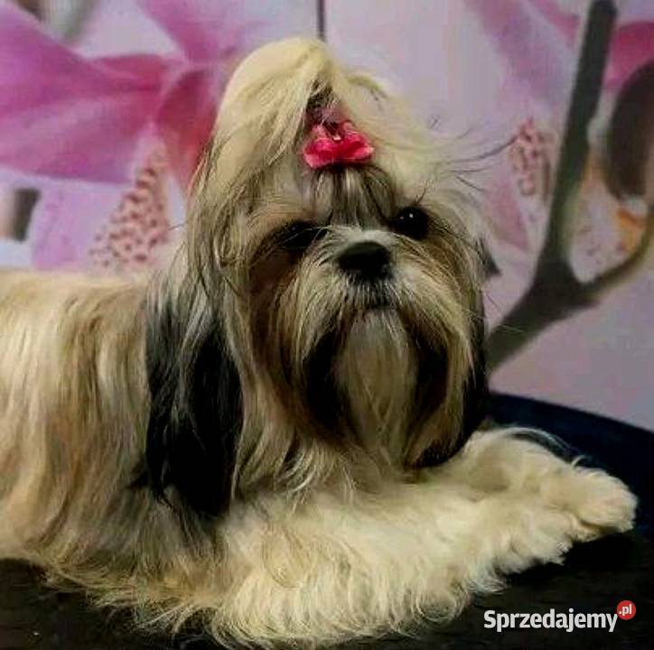 ShihTzu zachodniopomorskie IV pokrodowodem zachodniopomorskie Kozy