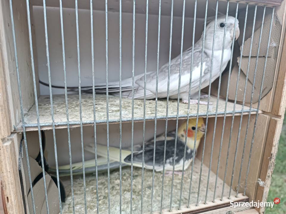 Papugi nimfy dorosła para Celestynów