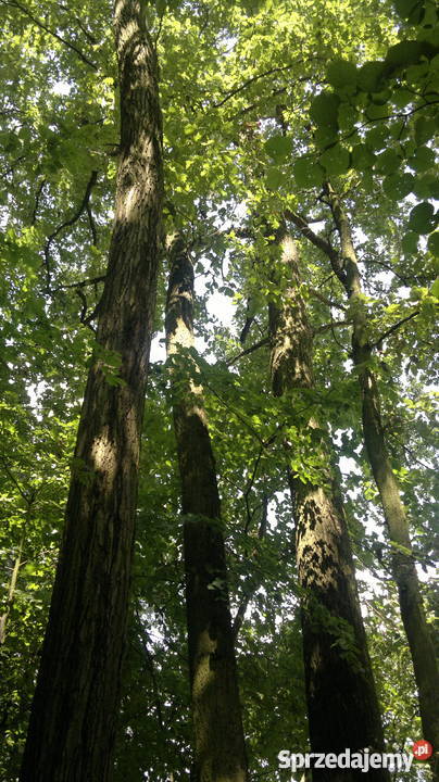dąb na pniu Grodzisk Mazowiecki