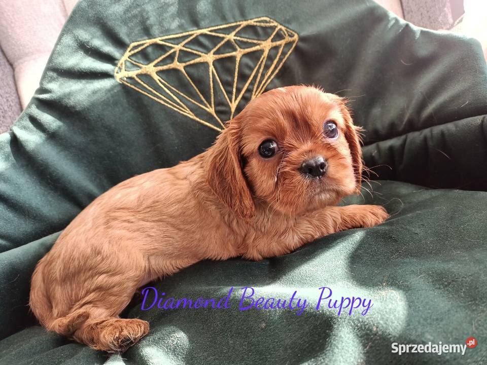 Szczenięta Cavalier King Charles spaniel suczki Cavalier King Charles Spaniel śląskie Tarnowskie Góry