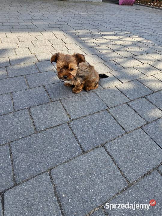 York terrier chłopczyk