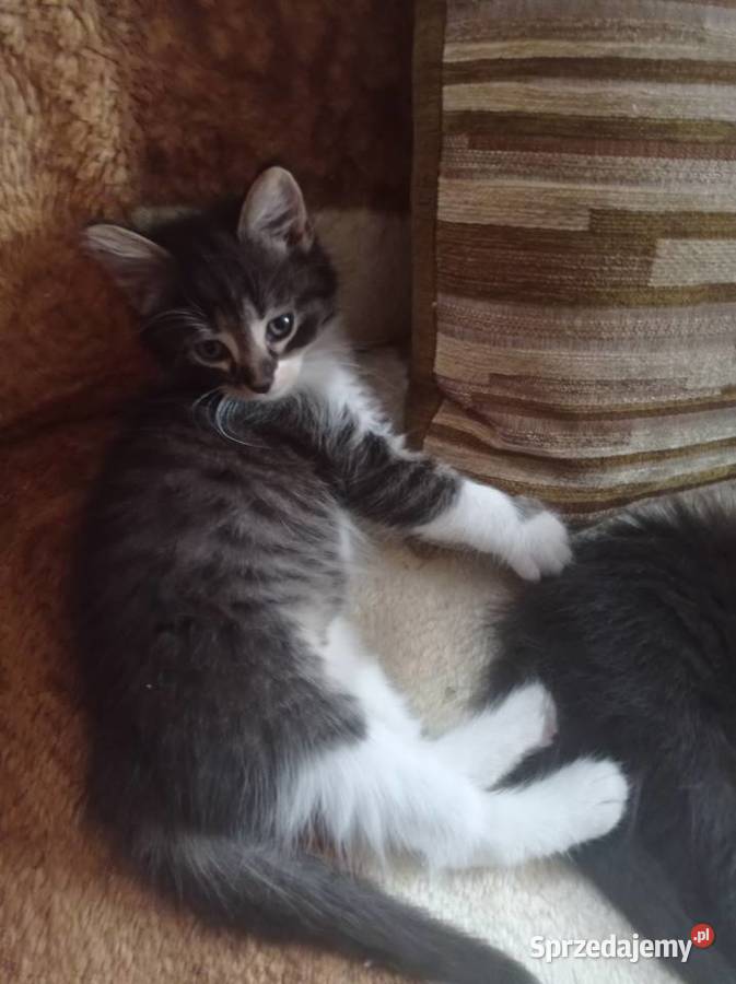 Kocurek 8 tyg Żelechów