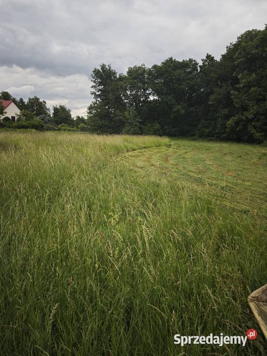 Siano kostka mała świeże tegoroczne Chojnów