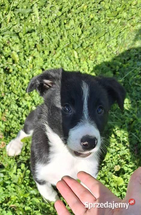 Suczka border collie do odbioru małopolskie Jabłonka