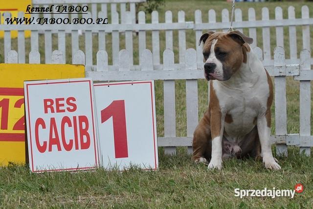 AMSTAFF szczenięta z rodowodem CHAMPIONIE hodowl Wrocław