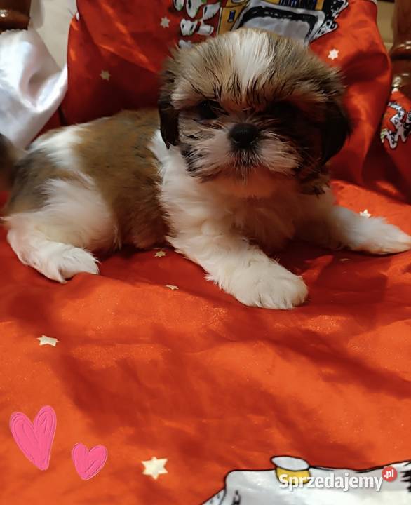 Shih tzu suczka dolnośląskie Bolesławiec