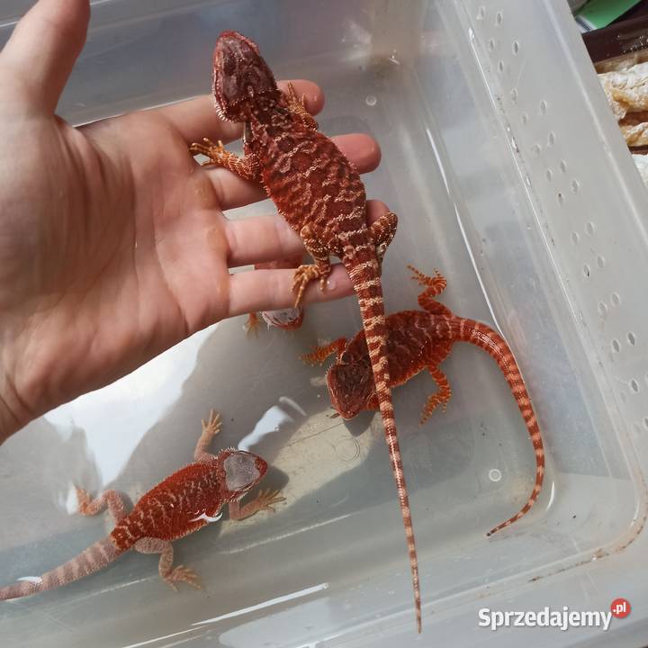 Agama Brodata Red Błonie