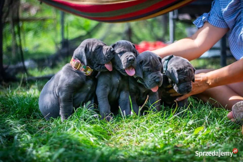 Dog niemiecki błękitny FCI zkwp Żnin