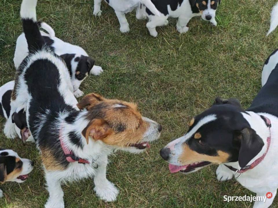 szczeniaki Jack russell terrier z rodowodem opolskie Nysa