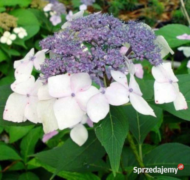 HORTENSJA WHITE WAVE sadzonki w doniczkach kujawsko-pomorskie Ustronie
