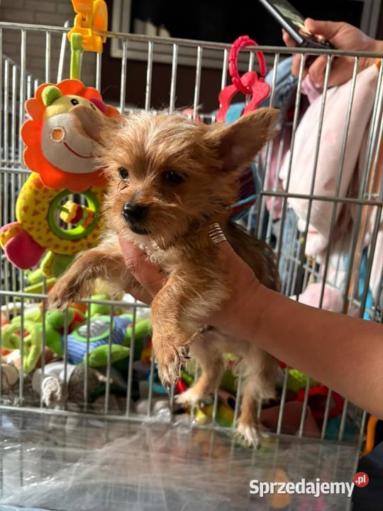 Yorkshire terrier York zloty kolor York pomorskie Gdańsk