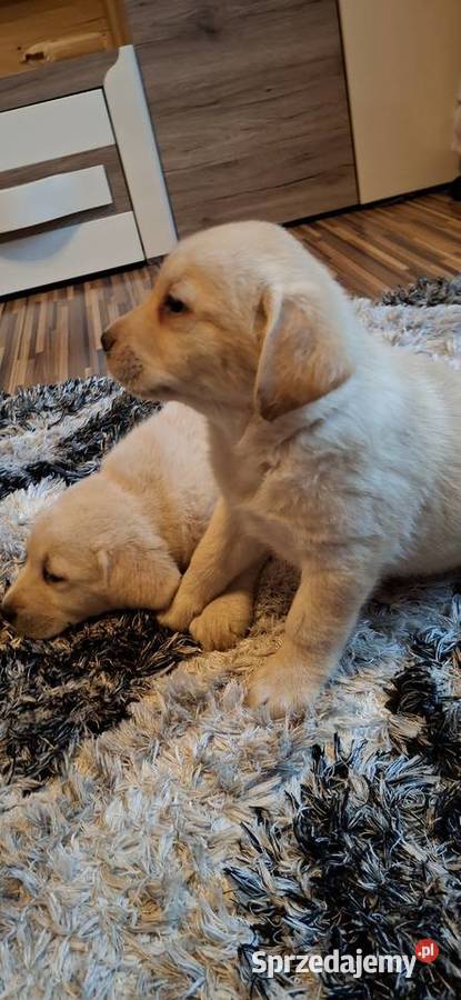 Śliczne szczenięta labradorki lubelskie Ryki