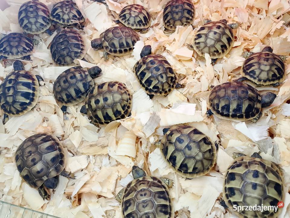 Żółw grecki lądowy Testudo hermanni śląskie Bielsko-Biała sprzedam
