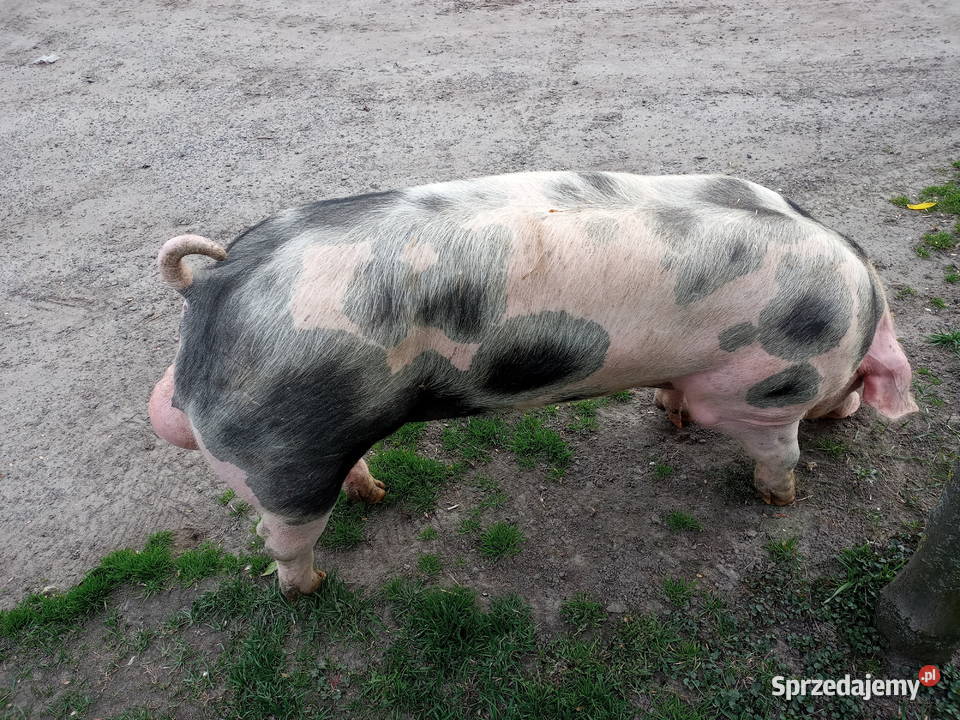Knur knurek Pietrain Produkcja zwierzęca sprzedam