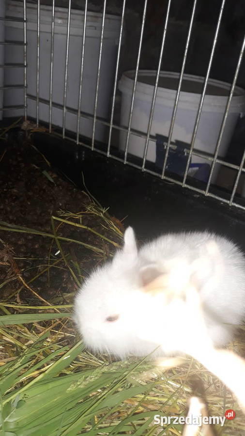 Kroliki teddy Szczucin