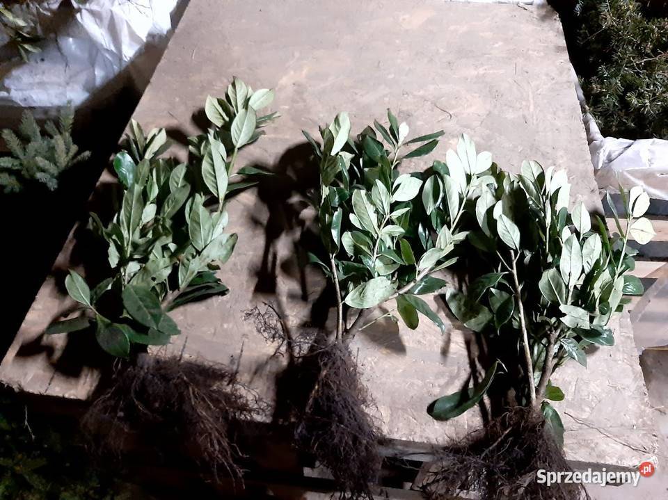 Sadzonki Laurowiśnia 60 80 Pakiet 10 sztuk Sławno