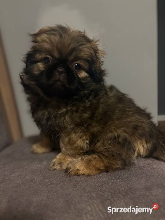 Suczka pekińczyk mazowieckie