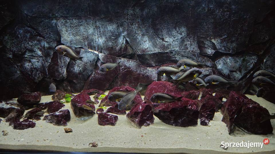 Akwarium z rybami WF Tropheus sp Crescentic Ryby Lesko