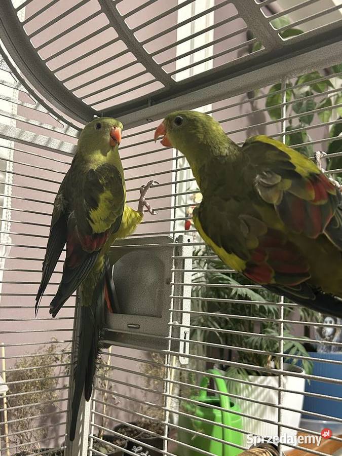 Papuga górska berg papugi górskie Gniewino