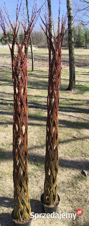 Wierzba pleciona drzewko wiklinowe