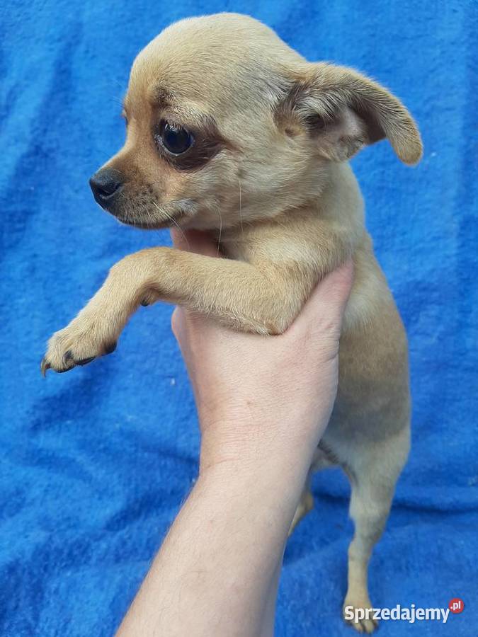 Suczka chihuahua z rodowodem w ręce Chihuahua mazowieckie Leoncin