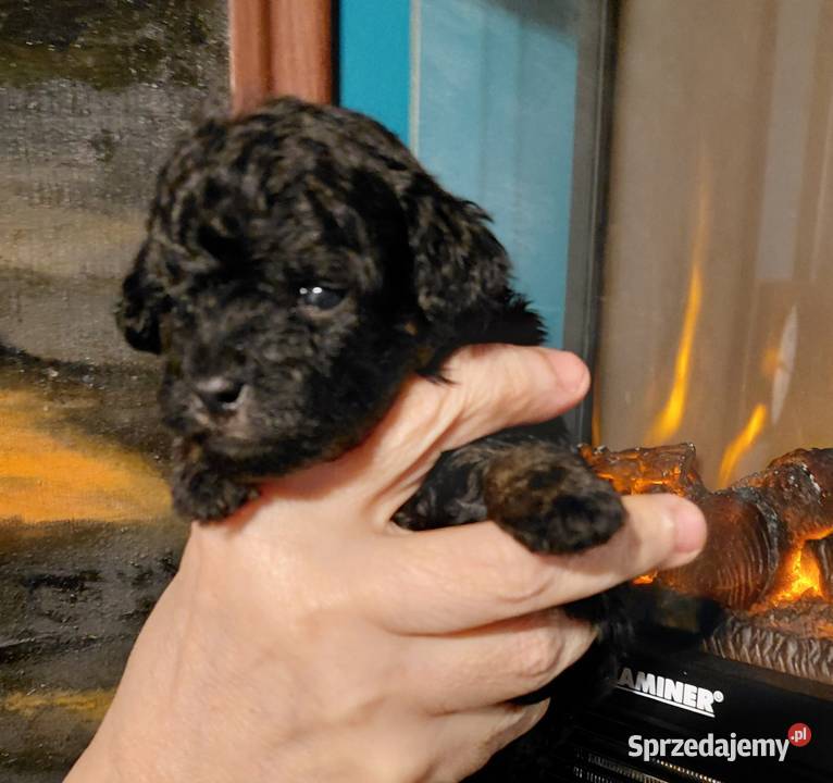 Pudel toy suczka phantom Wyszków