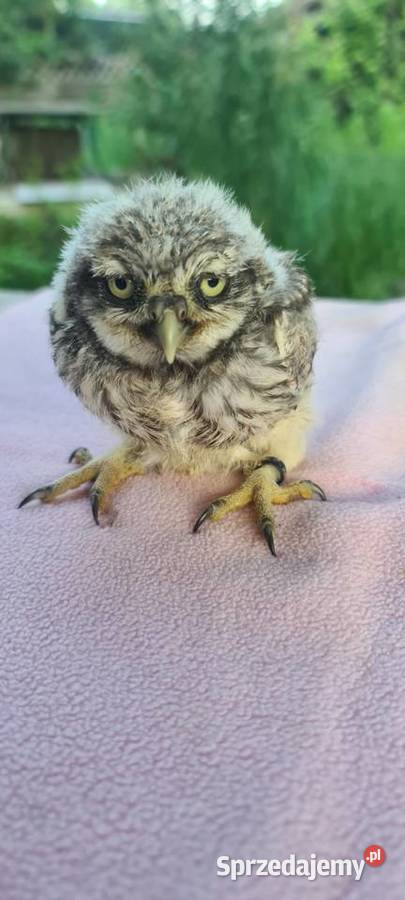 Sowy pójdźki Ptaki opolskie Nysa