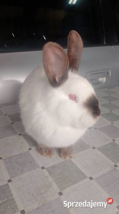 Samica Kalifornia zakocona wykot 020326 Czarzyzna sprzedam