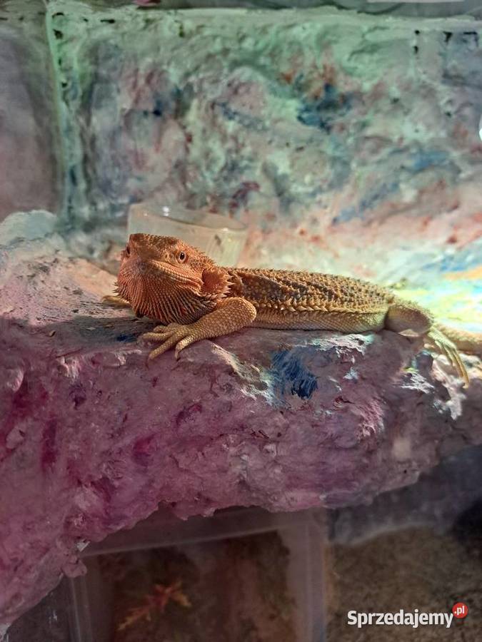 Agama brodata samiczka 8 miesięcy Włocławek