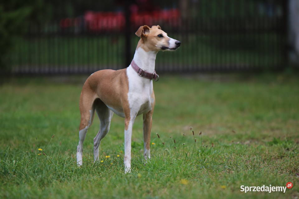 Chart Angielski Whippet FCI gotowe do odbioru Psy Lubnów