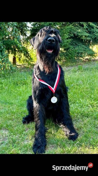 Sznaucer olbrzym szczenię Nowa Sól sprzedam