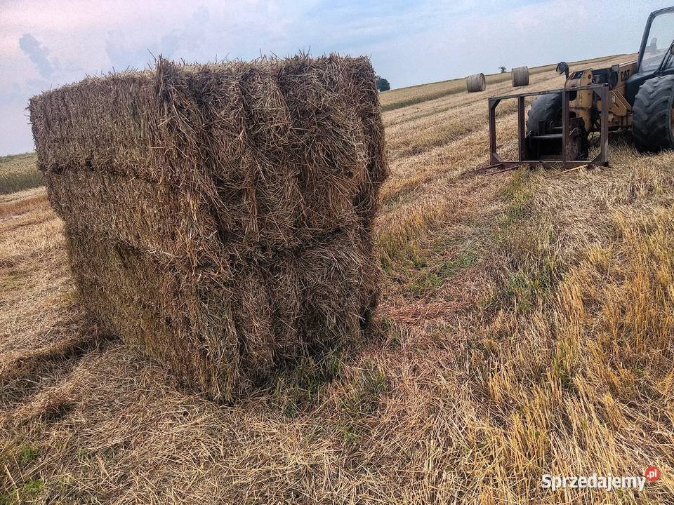 siano w duża kostka suche z tego roku transport Lublin