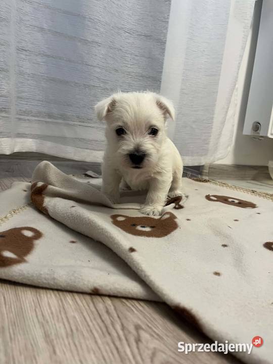 West Highland White Terrier Ustka