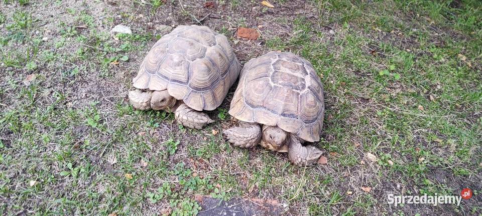 Żółw pustynny Centrochelys sulcata dwie duże Opole sprzedam