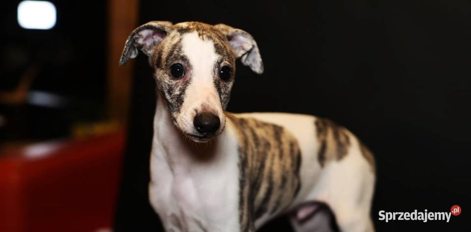 whippet chart angielski Poznań