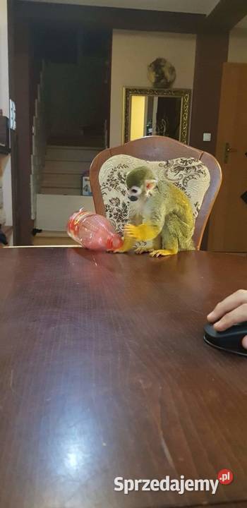 Sprzedam małpkę Sajmiri Opole