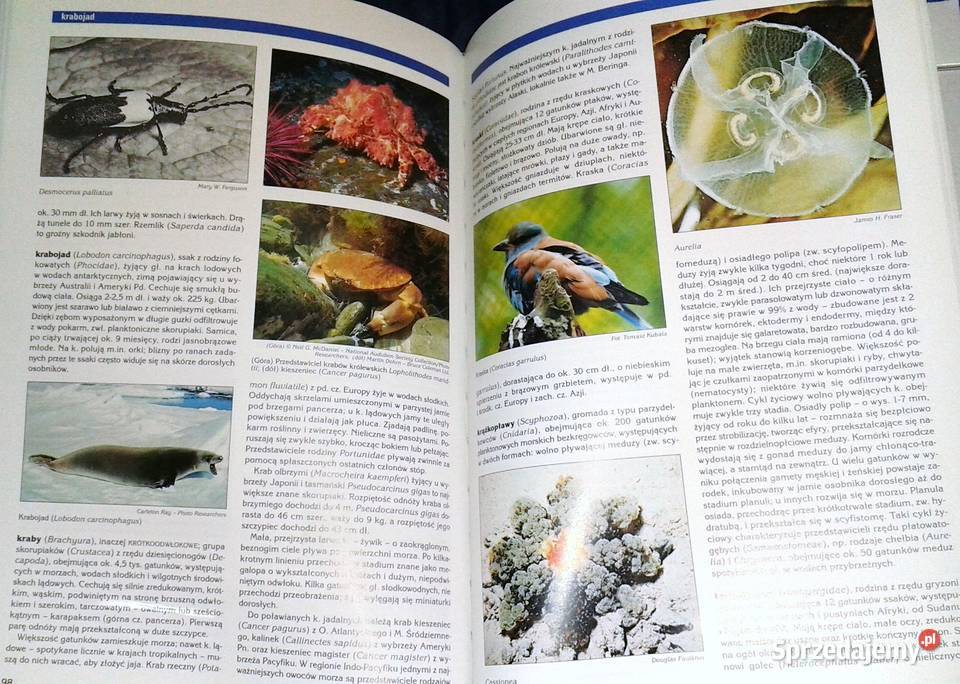 Encyklopedia audiowizualna Britannica Zoologia lubelskie
