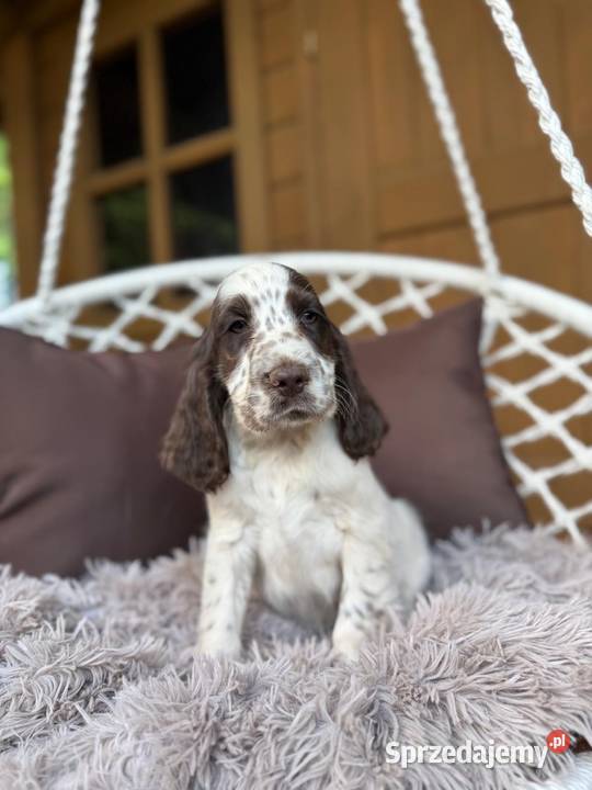Śliczny piesek Cocker Spaniel Angielski liver Warszawa