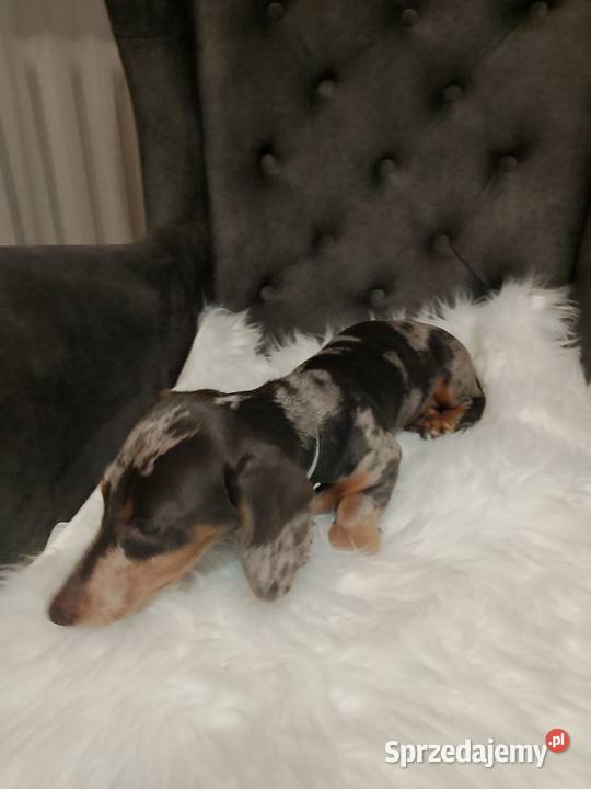 Jamnik Blue merle piesek Jamnik Żyrardów