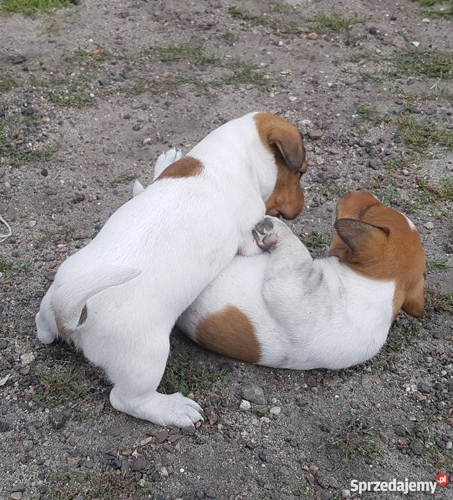 Szczeniaki Jack Russel Terrier Kolonia Wierzchowisko