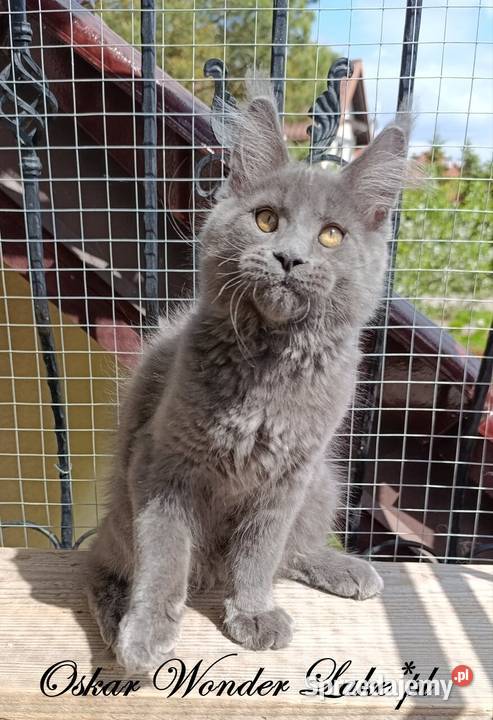 Niebieski kocurek Maine Coon FPL Gdańsk