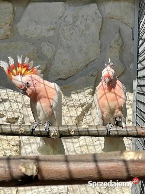 kakakdu inka 02 samiczki Kraków