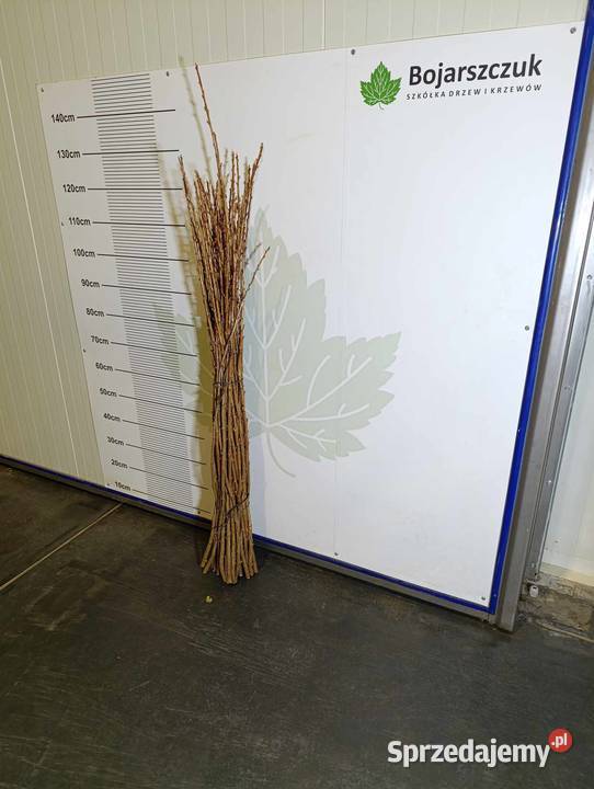 SZTOBRY zrazy patyki KIJE porzeczka czarna Stary Pożóg sprzedam