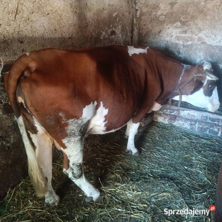 Krowa cielna Bydło Bobrowa