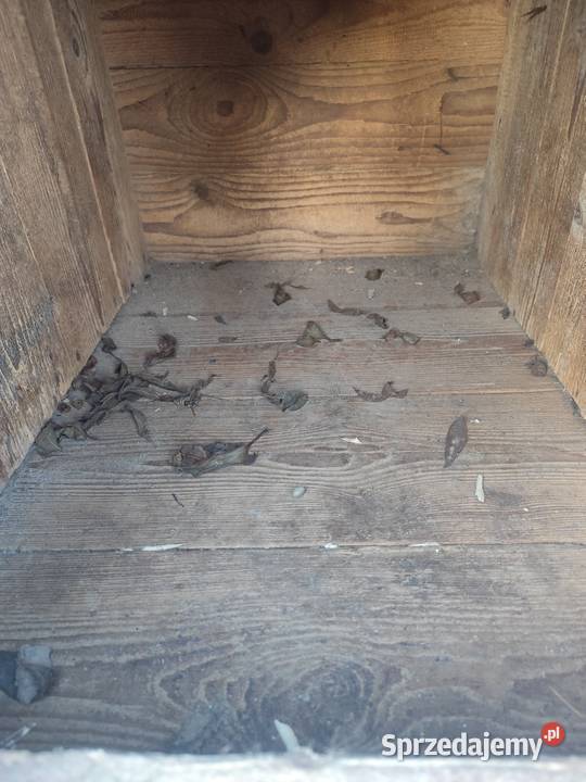 Buda psa duża Proszowice sprzedam