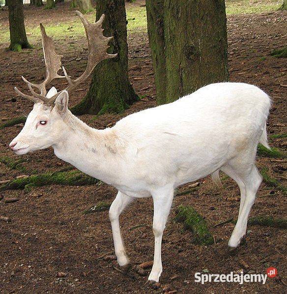 Zwierzęta z Norwegii Mikołajki