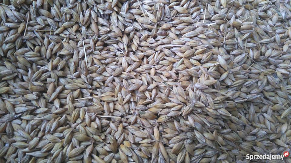 Jęczmień jary Kucyk Bukowa